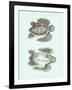 Loggerhead Turtles I-null-Framed Art Print