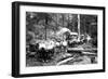 Loggers and Their Logs-Clark Kinsey-Framed Art Print