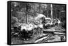 Loggers and Their Logs-Clark Kinsey-Framed Stretched Canvas