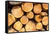 Logging, Auvergne, France, Europe-Peter Groenendijk-Framed Stretched Canvas