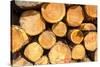 Logging, Auvergne, France, Europe-Peter Groenendijk-Stretched Canvas