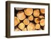 Logging, Auvergne, France, Europe-Peter Groenendijk-Framed Photographic Print