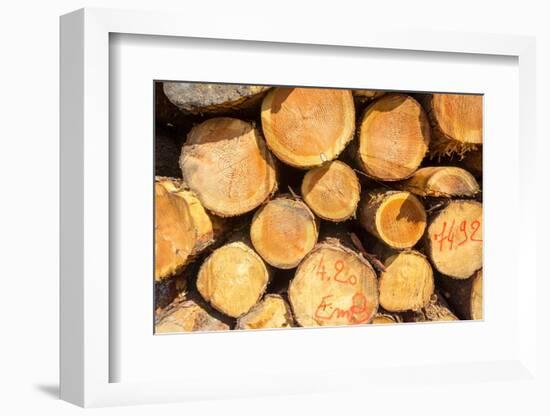 Logging, Auvergne, France, Europe-Peter Groenendijk-Framed Photographic Print