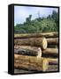 Logging in the Rain Forest, Island of Borneo, Malaysia-Anthony Waltham-Framed Stretched Canvas