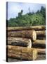 Logging in the Rain Forest, Island of Borneo, Malaysia-Anthony Waltham-Stretched Canvas