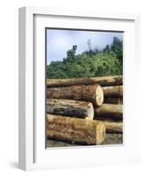 Logging in the Rain Forest, Island of Borneo, Malaysia-Anthony Waltham-Framed Photographic Print