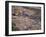 Logging Plant at Port, Gisborne, East Coast, North Island, New Zealand-D H Webster-Framed Photographic Print