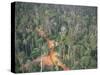 Logging Road Through Rainforest, Brazil, South America-Robin Hanbury-tenison-Stretched Canvas