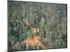 Logging Road Through Rainforest, Brazil, South America-Robin Hanbury-tenison-Mounted Photographic Print