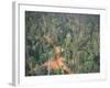 Logging Road Through Rainforest, Brazil, South America-Robin Hanbury-tenison-Framed Photographic Print