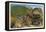 Logging Scene, Washington-null-Framed Stretched Canvas