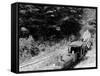 Logging Train, Harbor Springs, Mich.-null-Framed Stretched Canvas