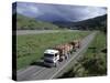 Logging Trucks on the Road Near Gisborne, East Coast, North Island, New Zealand-D H Webster-Stretched Canvas