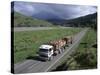 Logging Trucks on the Road Near Gisborne, East Coast, North Island, New Zealand-D H Webster-Stretched Canvas