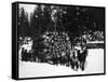 Logs being hauled on a Sleigh by a Team of Horses Photograph - Alaska-Lantern Press-Framed Stretched Canvas