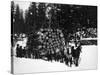 Logs being hauled on a Sleigh by a Team of Horses Photograph - Alaska-Lantern Press-Stretched Canvas