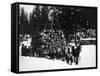 Logs being hauled on a Sleigh by a Team of Horses Photograph - Alaska-Lantern Press-Framed Stretched Canvas