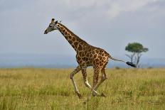 Black Crowned Crane (Balearica Pavonina) Grooming, Samburu National Reserve, Kenya-Loic Poidevin-Photographic Print