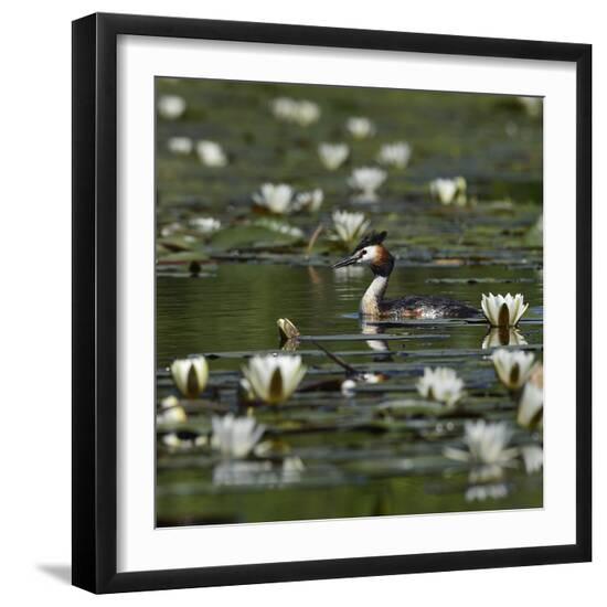 Photographic Print, , large