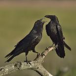 Northern raven (Corvus corax) pair perching on branch. Danube Delta, Romania, May-Loic Poidevin-Photographic Print