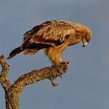 Bearded tit, five perched on Reed. Danube Delta, Romania, May-Loic Poidevin-Photographic Print