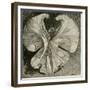 Loïe Fuller at the Folies Bergère by Théophile Steinlen-Theophile Alexandre Steinlen-Framed Giclee Print