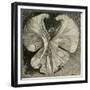 Loïe Fuller at the Folies Bergère by Théophile Steinlen-Theophile Alexandre Steinlen-Framed Giclee Print