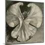Loïe Fuller at the Folies Bergère by Théophile Steinlen-Theophile Alexandre Steinlen-Mounted Giclee Print
