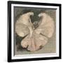 Loie Fuller (Mary Louise Fuller) American Dancer at the Folies Bergere Paris-Th?ophile Alexandre Steinlen-Framed Photographic Print