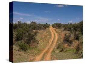 Loisaba Wilderness Conservancy, Laikipia, Kenya, East Africa, Africa-Sergio Pitamitz-Stretched Canvas