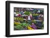 Lok Baintan Floating Market, Banjarmasin, Kalimantan, Indonesia-Keren Su-Framed Photographic Print