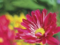 Painterly Flower VI-Lola Henry-Photographic Print