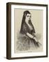 Lola Montez-null-Framed Giclee Print