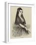 Lola Montez-null-Framed Giclee Print