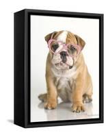 Lola-Rachael Hale-Framed Stretched Canvas