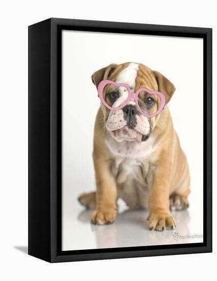 Lola-Rachael Hale-Framed Stretched Canvas