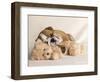 Lola-Rachael Hale-Framed Photographic Print