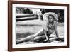 LOLITA, 1962 directed by STANLEY KUBRICK Sue lyon (b/w photo)-null-Framed Photo