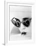 Lolita, 1962-null-Framed Photographic Print