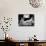 Lolita, 1962-null-Mounted Photographic Print displayed on a wall