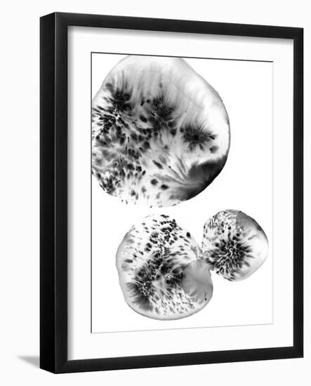 Lolite-Maja Gunnarsdottir-Framed Giclee Print