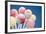 Lollipops-null-Framed Photographic Print