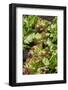 Lollo bionda, Lollo rosso, salad, curled lettuce, Lactuca sativa var. crispa,-David & Micha Sheldon-Framed Photographic Print