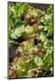 Lollo bionda, Lollo rosso, salad, curled lettuce, Lactuca sativa var. crispa,-David & Micha Sheldon-Mounted Photographic Print