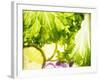 Lollo Biondo with Slices of Lemon and Onions-Peter Rees-Framed Photographic Print