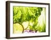 Lollo Biondo with Slices of Lemon and Onions-Peter Rees-Framed Photographic Print
