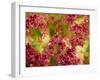 Lollo Rosso (Close-Up)-Foodcollection-Framed Photographic Print
