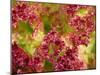 Lollo Rosso (Close-Up)-Foodcollection-Mounted Photographic Print