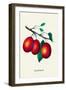 Lombard Plums-null-Framed Art Print