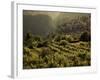 Lombardy, Lake District, Lake Garda, Tremosine Plateau, Sermerio, Vineyards, Italy-Walter Bibikow-Framed Photographic Print